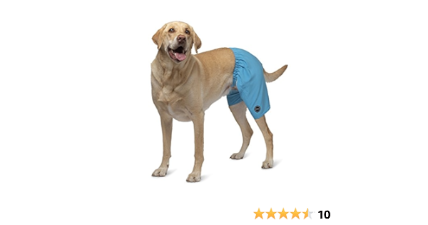 dog swimsuits amazon