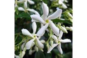 Sternjasmin Weiß - Kletterpflanzen winterhart - Immergrüner Duftjasmin - Jasmin Pflanze - 1,5 Liter Topf - Winterharte Pflanzen für den Garten - Jasmin - Wachstum bis zu 400 cm Höhe - ClematisOnline