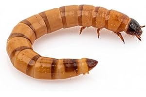 Anthouse – Zophoba Morio Ración Mediana de 100gr – Alimento Vivo Nutritivo para Hormigas y Reptiles Insectívoros – Gusanos de la Harina para Dieta Natural – Alto Contenido en Proteínas y Grasas