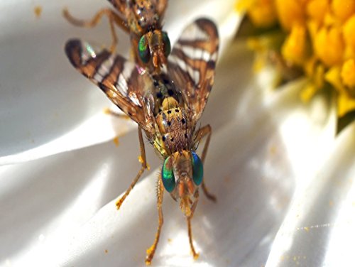 Preisvergleich Produktbild Lais Puzzle Fruchtfliegen 1000 Teile