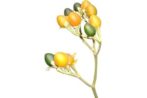 SAMENCHILISHOP (IMMER NUR EINMAL VERSAND) Tamarillo **Zwerg-Tamarillo** (Tropischer Tomatenbaum) -Cyphomandra abutiloides- 10 Korn