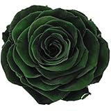 ETERNAL ROSES, XXL Rosenkopf, konserviert; Farbe Olive Green