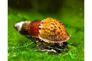 TEICH SCHNECKEN & MUSCHELN 5 x Genoppte Turmdeckelschnecke - Melanoides granifera/Der lebende Bodengrundreiniger im Aquarium! + 1 x NH Schneckenfeed 10g