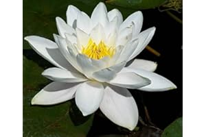 NATURAVIVA BASSANO NINFEA - rustica e resistente - BIANCA