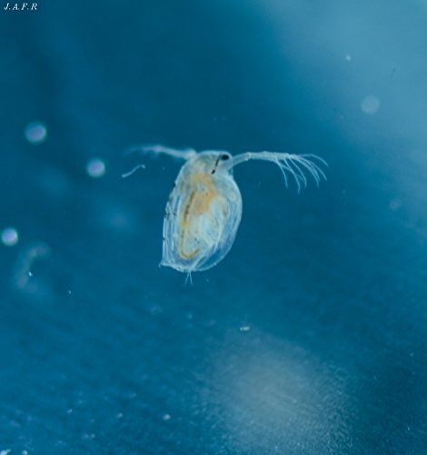 10 x 100ml Lebendfutter, Lebende Wasserflöhe / Daphnia - 2
