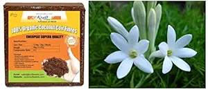 Kraft Seeds Gate Garden Rajnigandha Double Flowering Fragrant Polianthes Tuberosa Flower Bulbs/Seeds & Compressed CocoPeat Block, 5Kg Combo