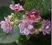 Produktbild Fash Lady 100 stücke Bonsai Rote Langlebigkeit Blumensamen Kalanchoe Roman Pflanzen für DIY Hausgarten Easy wachsen auf Schreibtisch für Ehefrau Geschenk