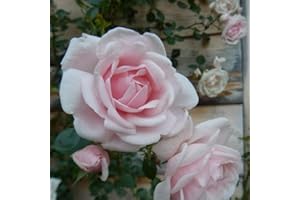 Kletterrose New Dawn - Mehrjärig, Zartrosa und Winterhart - Duftend | ClematisOnline Kletterpflanzen