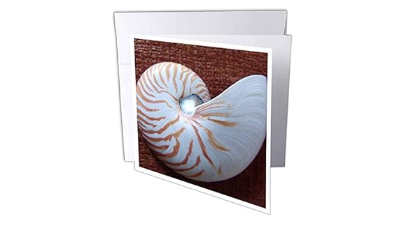 Nautilus Shell Ii Greeting Cards 6 X 6 Inches Set Of 12 Gc 186 2 Amazon In Office Products