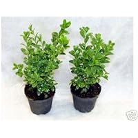 50 Buchsbaum Pflanzen im Topf, Buxus sempervirens, Höhe: 15-20 cm