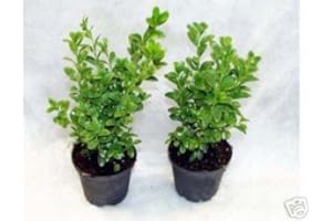 INTERFLOWERS GMBH Buxus Sempervirens Boxwood Plants in Pot, Height: 15-20 cm, Pack of 50