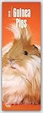 Image de Guinea Pigs – Meerschweinchen 2018: Original BrownTrout-Kalender - Slimeline [Mehrsprachig] [Kalen