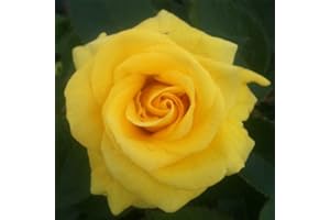 STAKEHILLNURSERIES.CO.UK Korresia Floribunda rose – radice nuda rose – ideale per regalo – ora disponibile