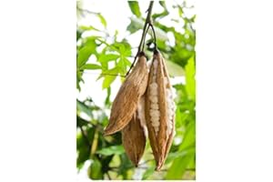 RP Seeds Ceiba pentandra (Kapok/Silk Cotton Tree) - 25 Seeds