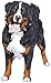 Price comparison product image Trucker Decal and Stickers Dog Bernese Mountain Dog 7 x 4.2 Inches Man's Best Friend Puppy Animal Decorative Vinyl Wall Sticker for Laptop Car