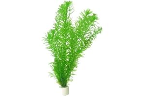 AQUAPLANTS Egeria densa/Elodea densa - 2 Bouquets - Plante Vivante pour Aquarium