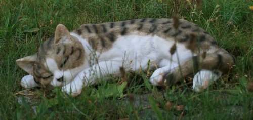 Dekofigur Hauskatze Stubentiger Katze Tierdeko Dekoration nicht nur für den Garten - 2