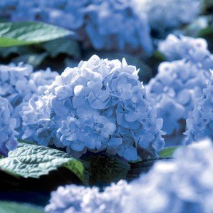 Hortensie Bauernhortensie Endless Summer blau