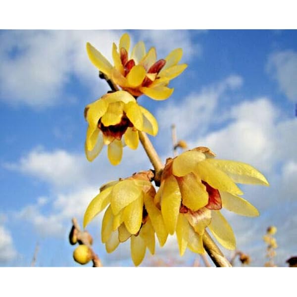 2x Fragrant Winter Sweet Chimonanthus Praecox Hardy Shrubs Starter Plants Amazon Co Uk Garden Outdoors