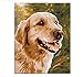 Produktbild Yzrh Golden Retriever DIY Digital Malerei durch Zahlen Moderne Wand Kunst Leinwand Malerei einzigartiges Geschenk für Art Wall Home Decor