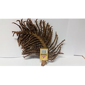 getrockneter Palmwedel Nr. 6107