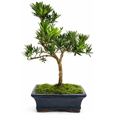 Amazon.de Bestseller: Die beliebtesten Artikel in Bonsai