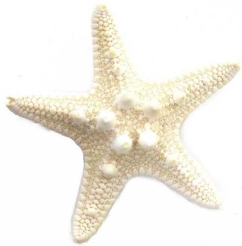 Real Starfish Hair Clip Beach Bridal Sea Shell Mermaid Boho Festival Wedding Exclusively Sold By Starcrossed Beauty g44