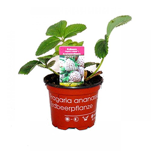 Weisse Ananas-Erdbeere – Set mit 3 Pflanzen – Fragaria – Ausgefallene Sorte für Liebhaber des besonderen - 2