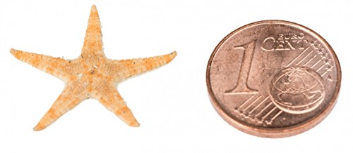 NaDeco® Sugar Seesterne 1-2cm, 100 Stück | Deko Seestern | Mini Seestern | Seesternchen | maritime Dekoration - 2