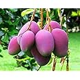 Original Japanese Miyazaki Grafted Mango Plant upto 2ft Height Redish Purple Hybrid Variety Fresh Live Plant Pack of 1