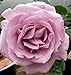Produktbild Portal Cool Samen Paket: Blue Moon Hybrid Tea Rose h wurzelnackte