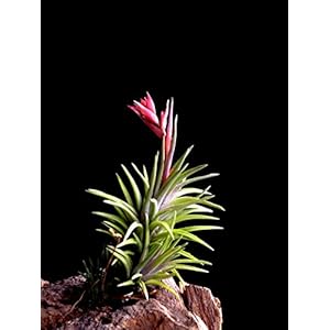 RARITÄT 1 Stück - Seltene Regenwald Tillandsie Neglecta circa 10 cm Höhe