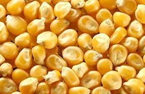 ????? OBEROI Live Animals Food /Corn / ?????/ Yellow Maize 2KG(2000GRAMS) for Cow / Buffalo