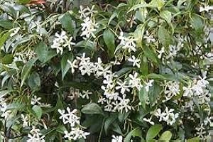 HENSITA Trachelospermum jasminoides Evergreen Star Jasmine Climbing Plant 1 Litre Pot