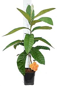 Mispelbaum - Eriobotrya Japonica - perfekt f&uuml;r Marmelade - Gesamth&ouml;he 40+ cm - Topf 16x16 cm