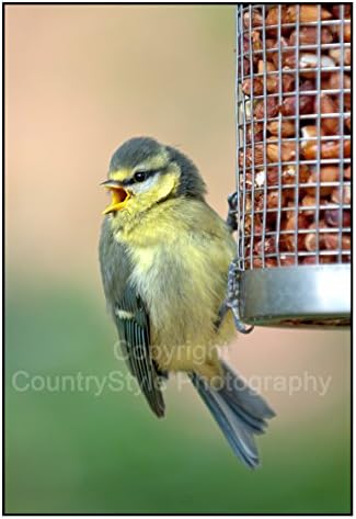 Springtime Greeting Card Notelets - 5 individually cellophane wrapped A6 cards with envelopes