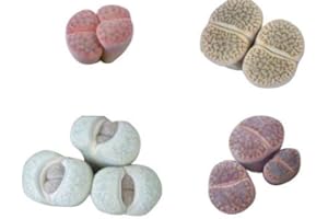 50 Semillas Lithops mezclar (Mix) By Samenchilishop