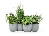 maceteros hormigon jardin Versátil y orientado al gusto del usuario: estas pequeñas jardineras se pueden colocar tanto en interiores como al aire libre.