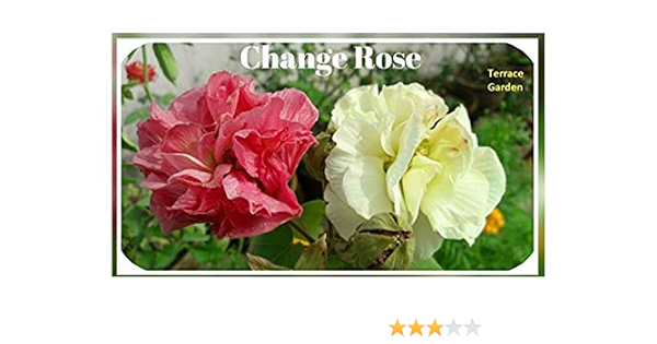 Shajahan Nursery Garden Changing Rose Flower Plant Cotton Rose Sthal Padma Plant Live Confederate Rose Magic Rose Land Lotus Live Plant Dixie Rosemallow Plant Amazon In Garden Outdoors