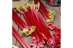 Pack X6 Vegetable Plug Plants Rhubarb 'Victoria' Garden Plants Plugplants.net
