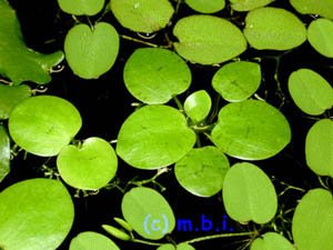 Mühlan – Gartenteich Schwimmpflanzenmix, 8 ausgewachsende Pflanzen, je 2 x Wassernuss, Muschelblume, Büschelfarn, Froschbiss - 8