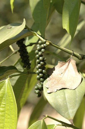 Seedeo Echter Pfeffer (Piper nigrum) 20 Samen