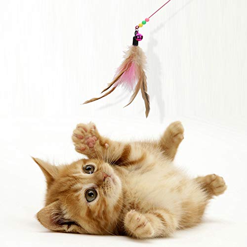 FUNPET-Fournitures-Chat