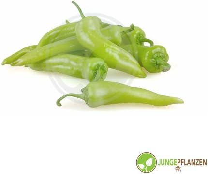 Chili Banana Pepper Capsicum annuum 50 seeds