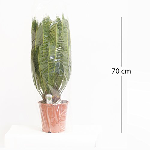 Cycas Revoluta 70cm +/- ,Palmfarn – Sagopalme, Topfgröße 15 cm - 7