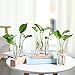 Produktbild Kit Picnic - Nordic Test Tube Glass Vase Set Hydroponic Elegant Tabletop Flower Arrangement Decoration Gift - Nonbreakable Inserts Room Jelly Pearlfection Aquarium Mercury Therapy Dollar