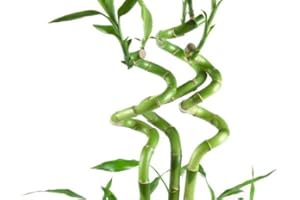 DECOALIVE Planta de Interior Lucky Bamboo o Bambú de la Suerte