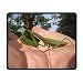 Produktbild Mousepad Custom Design Gaming Mouse Pad Rubber Animal Praying Mantis Mouse Mat in 7.1X8.66