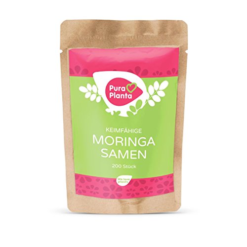 Moringa Samen Bio von Pura Planta – 200 keimfähige Moringa Samen vom Wunderbaum Moringa oleifera | Inkl. Anzuchtanleitung für deinen Moringabaum. 100% Bio Moringa Samen keimfähig. - 2