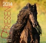 Friese 2013: Friesen Pferde by